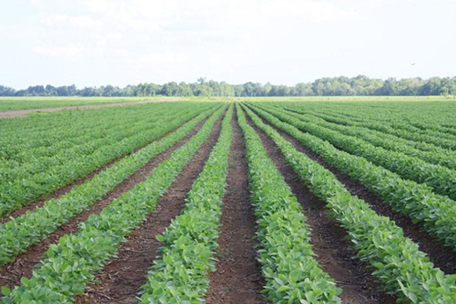 LOUISIANA LAND AUCTION, 1152+/- Acres offered in 1 Tract